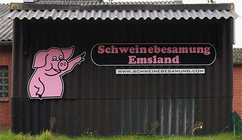 Schweinebesamung Emsland DSC09573 500.jpg